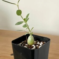 Fockea Edulis Seedlings
