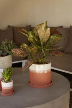 Orange & White Cylinder HADLEY Cylinder Pot With Saucer -Cloud-Hidden Plants s753278155256112669 p933 i5 w1000