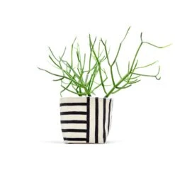 Black Two-Way Stripes 4 Inch Canvas Planter By GRAY GREEN GOODS