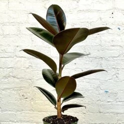 Rubber Plant - Ficus Decora Burgundy