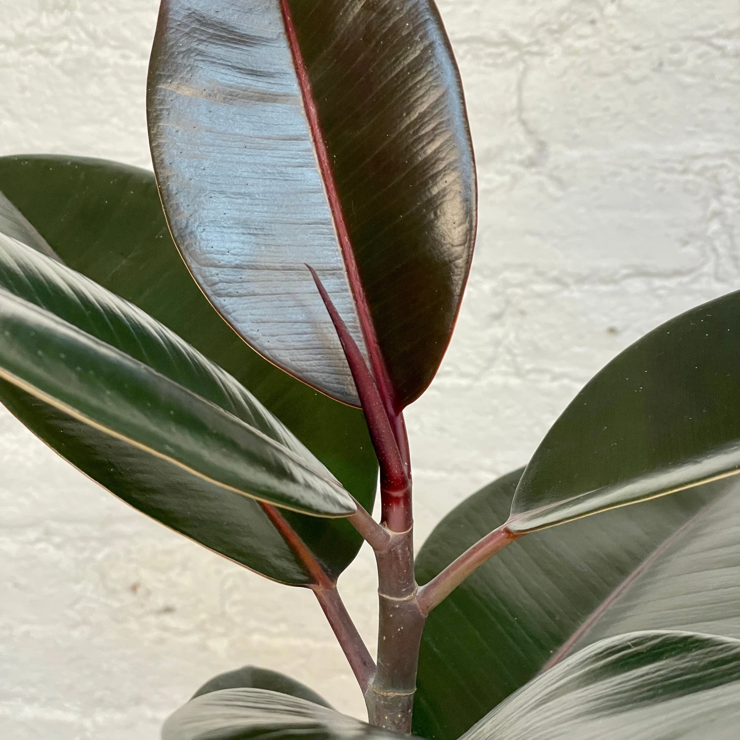 Rubber Plant - Ficus Decora Burgundy 2 Rubber Plant - Ficus Decora Burgundy - Image 2