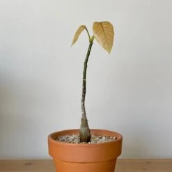 Pseudobombax Ellipticum