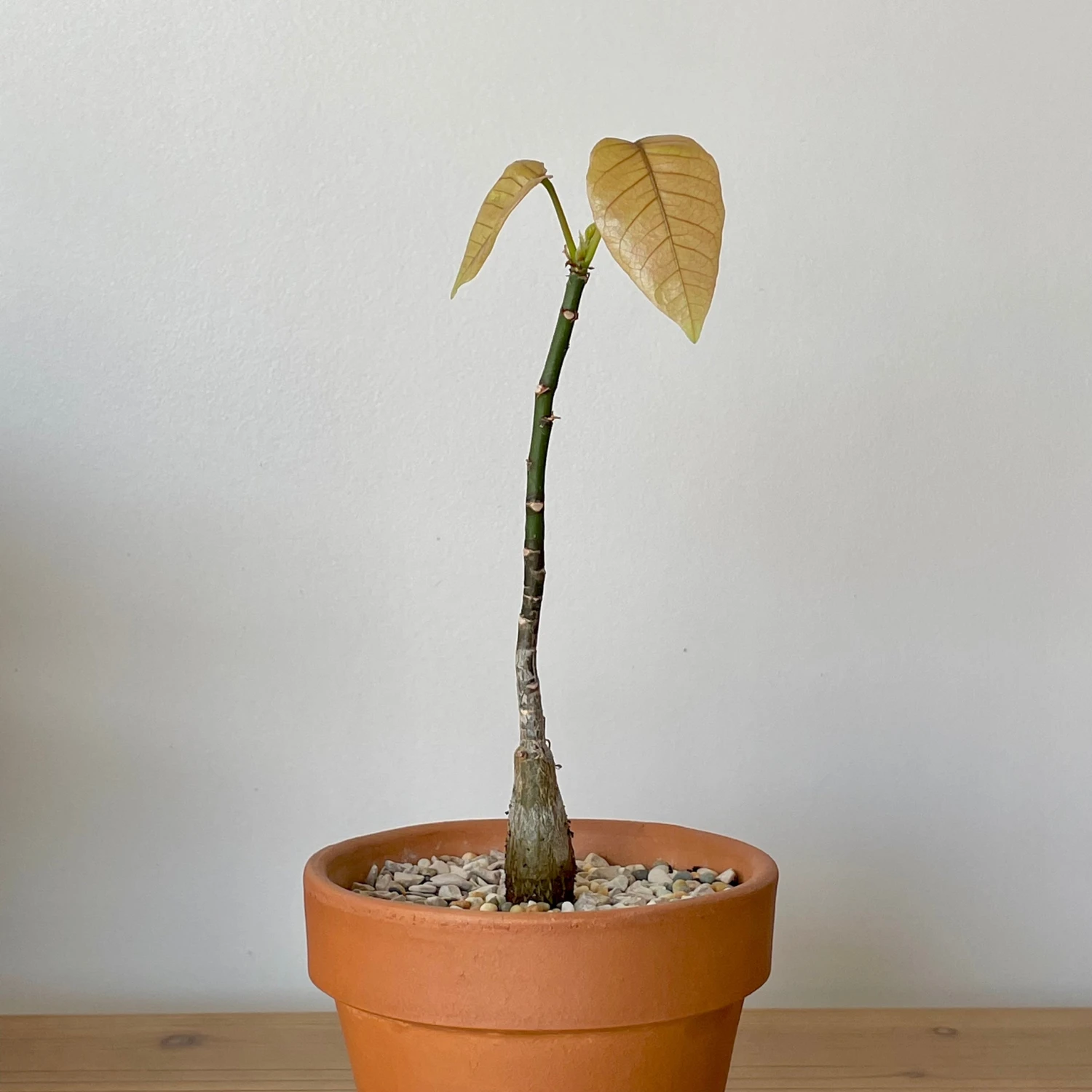 Pseudobombax Ellipticum 1 Pseudobombax Ellipticum