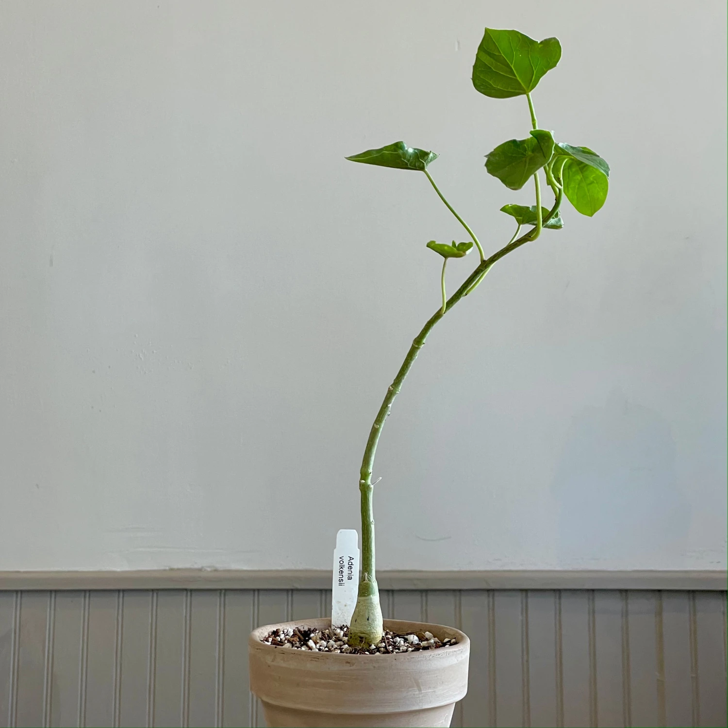 Adenia Volkensii 1 Adenia Volkensii