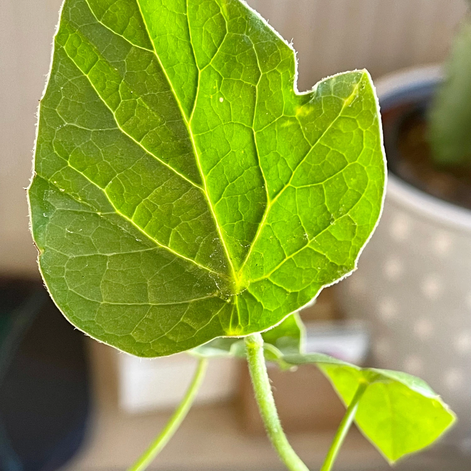 Adenia Volkensii 2 Adenia Volkensii - Image 2