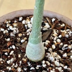 Adenia Volkensii 5 Adenia Volkensii -Cloud-Hidden Plants s753278155256112669 p950 i3 w2656