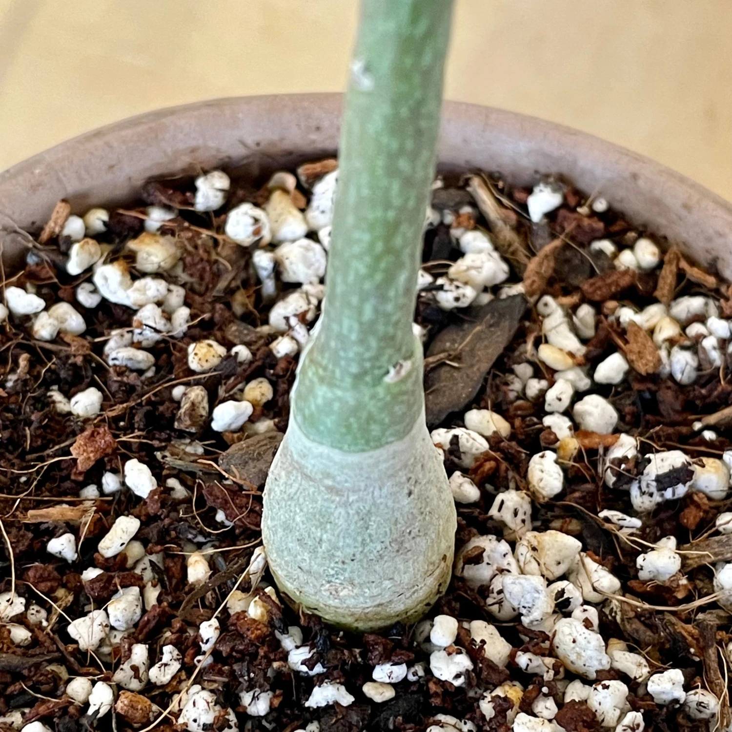 Adenia Volkensii 3 Adenia Volkensii - Image 3