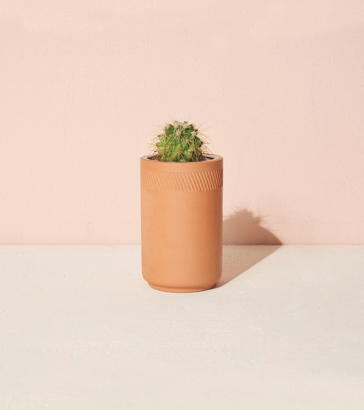 Prickly Pear Cactus Terracotta Grow Kit By Modern Sprout 1 Prickly Pear Cactus Terracotta Grow Kit By Modern Sprout