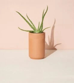 Healing Aloe Terracotta Grow Kit By Modern Sprout