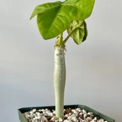 Jatropha Podagrica - Buddha Belly Plant -Cloud-Hidden Plants s753278155256112669 p955 i3 w3024