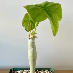 Jatropha Podagrica - Buddha Belly Plant -Cloud-Hidden Plants s753278155256112669 p955 i4 w2870