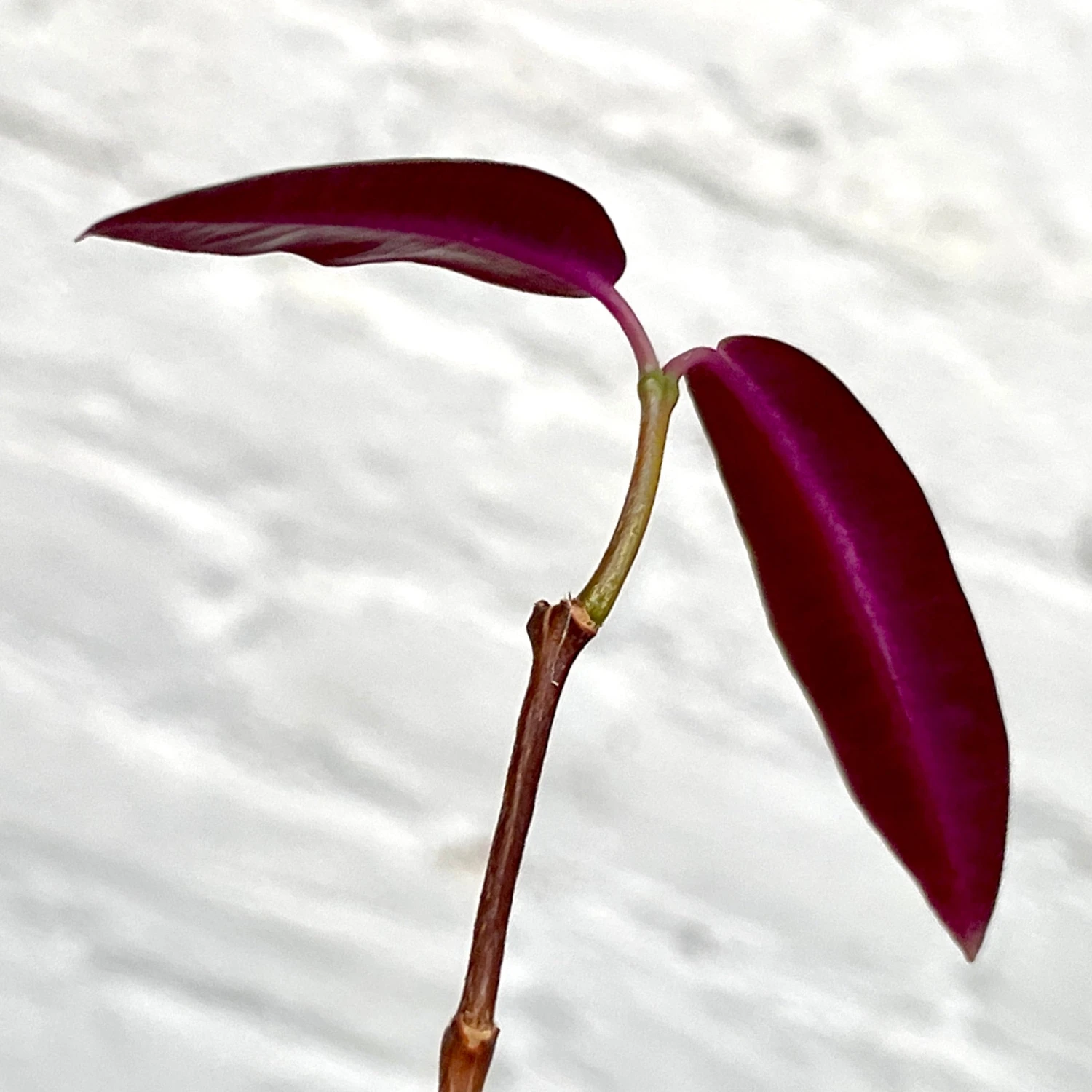 Petopentia Natalensis 2 Petopentia Natalensis - Image 2