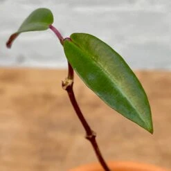 Petopentia Natalensis 6 Petopentia Natalensis -Cloud-Hidden Plants s753278155256112669 p979 i2 w1990