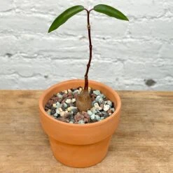 Petopentia Natalensis