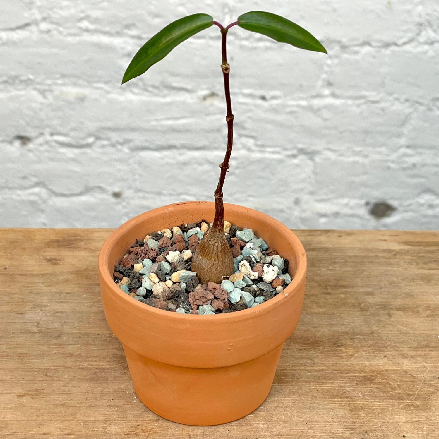 Petopentia Natalensis 1 Petopentia Natalensis