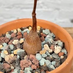 Petopentia Natalensis 7 Petopentia Natalensis -Cloud-Hidden Plants s753278155256112669 p979 i4 w3024