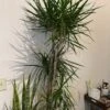 Dracaena Marginata Dragon Tree