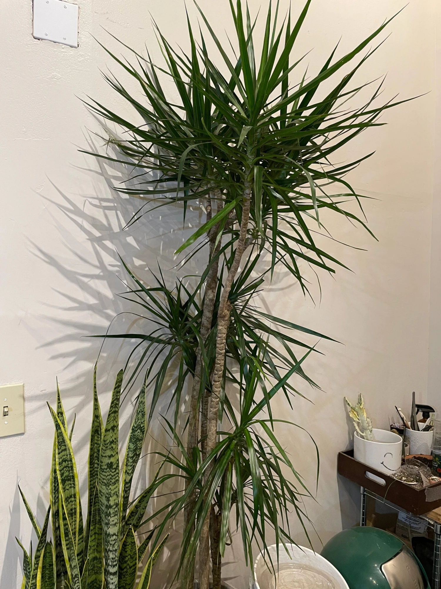 Dracaena Marginata Dragon Tree 1 Dracaena Marginata Dragon Tree