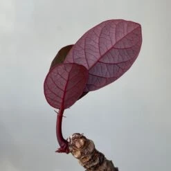 Phyllanthus Mirabilis