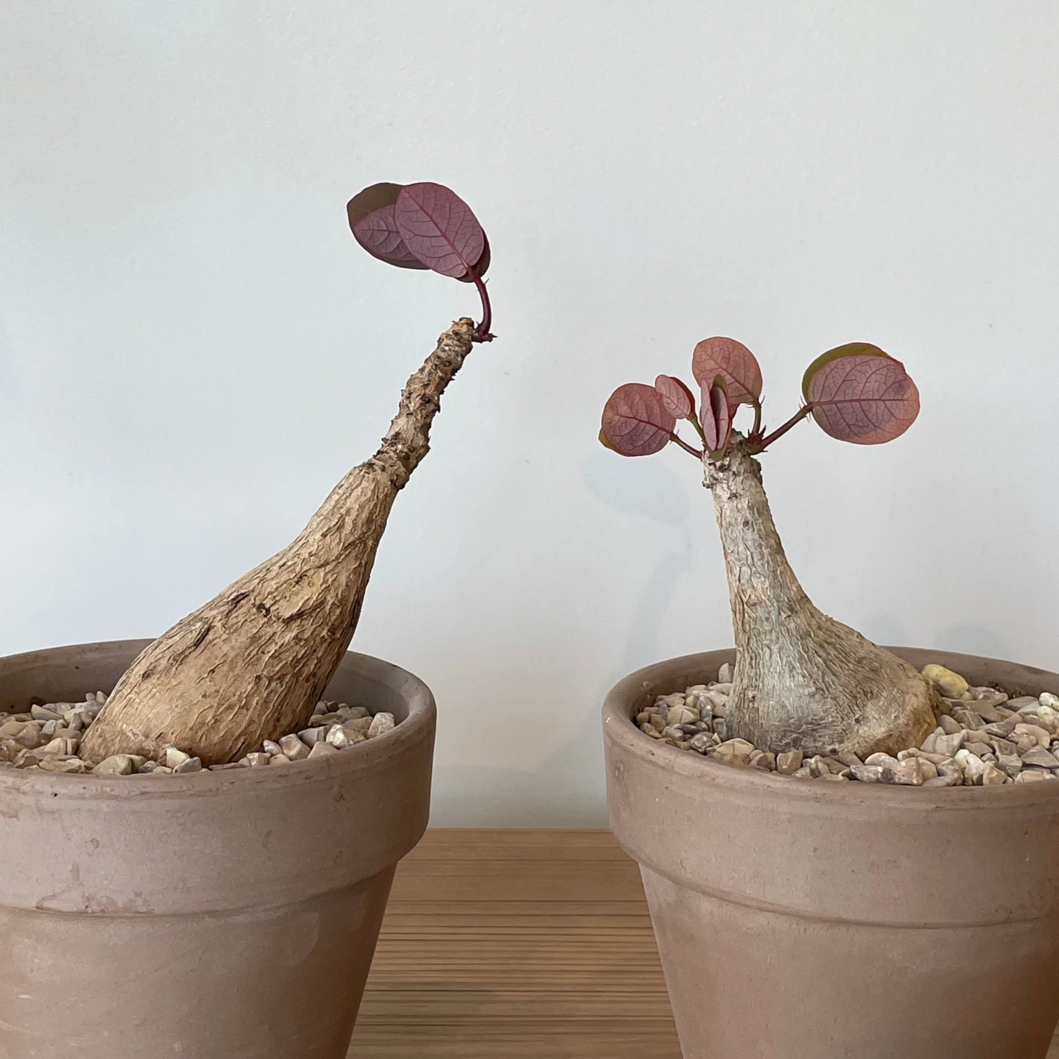 Phyllanthus Mirabilis 2 Phyllanthus Mirabilis - Image 2