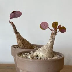 Phyllanthus Mirabilis 9 Phyllanthus Mirabilis -Cloud-Hidden Plants s753278155256112669 p992 i3 w3024