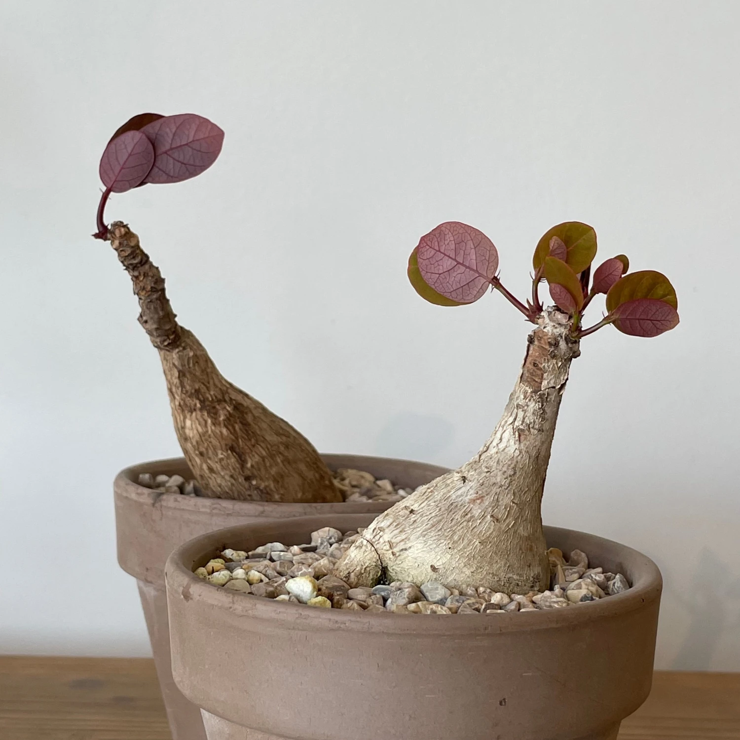 Phyllanthus Mirabilis 3 Phyllanthus Mirabilis - Image 3