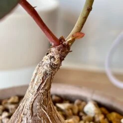 Phyllanthus Mirabilis 10 Phyllanthus Mirabilis -Cloud-Hidden Plants s753278155256112669 p992 i4 w3024