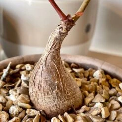 Phyllanthus Mirabilis 12 Phyllanthus Mirabilis -Cloud-Hidden Plants s753278155256112669 p992 i6 w3024