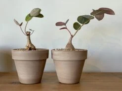 Phyllanthus Mirabilis 13 Phyllanthus Mirabilis -Cloud-Hidden Plants s753278155256112669 p992 i7 w4032