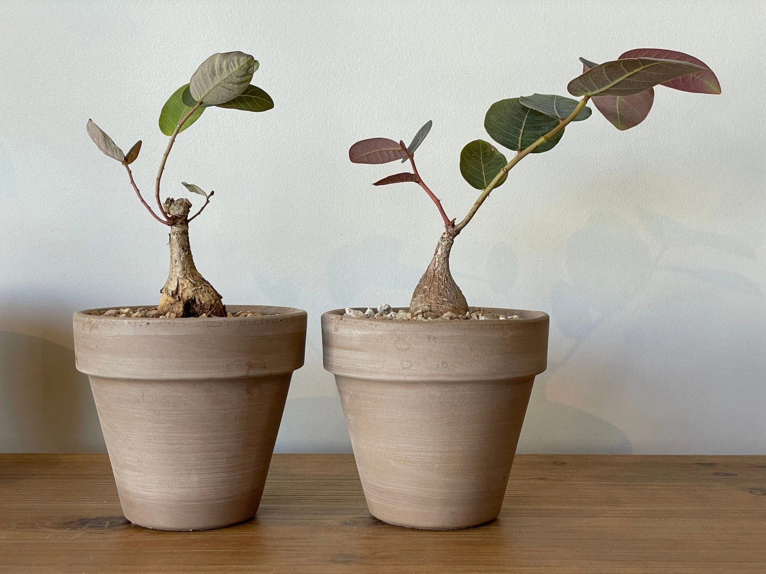 Phyllanthus Mirabilis 7 Phyllanthus Mirabilis - Image 7