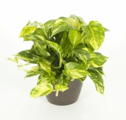 Pothos Golden
