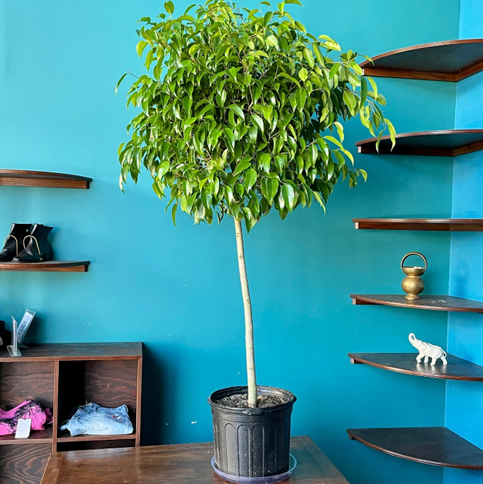 Cloud-Hidden Plants 35 Cloud-Hidden Plants -Cloud-Hidden Plants 23e60c0a56b190ae7eb8cbbbdd7b9d2d