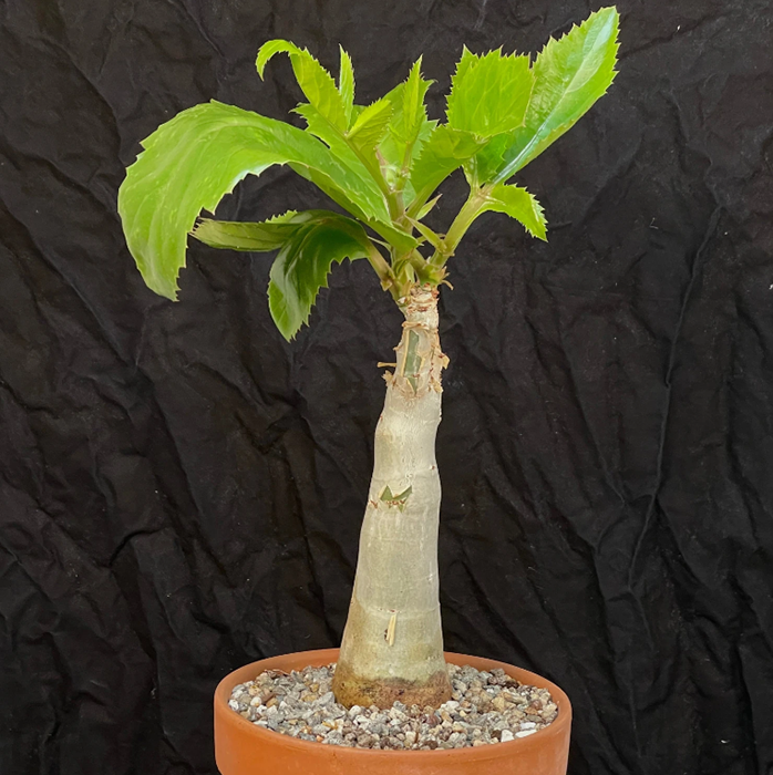 Cloud-Hidden Plants 17 Cloud-Hidden Plants -Cloud-Hidden Plants 3aa2b8e636d5397958fb20e3b1094f09