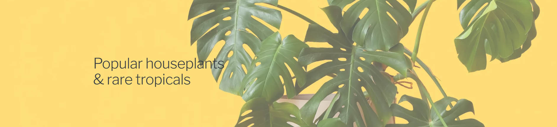 Cloud-Hidden Plants -Cloud-Hidden Plants DRT